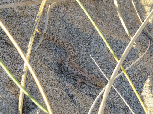 Marked geckos (Homonota)