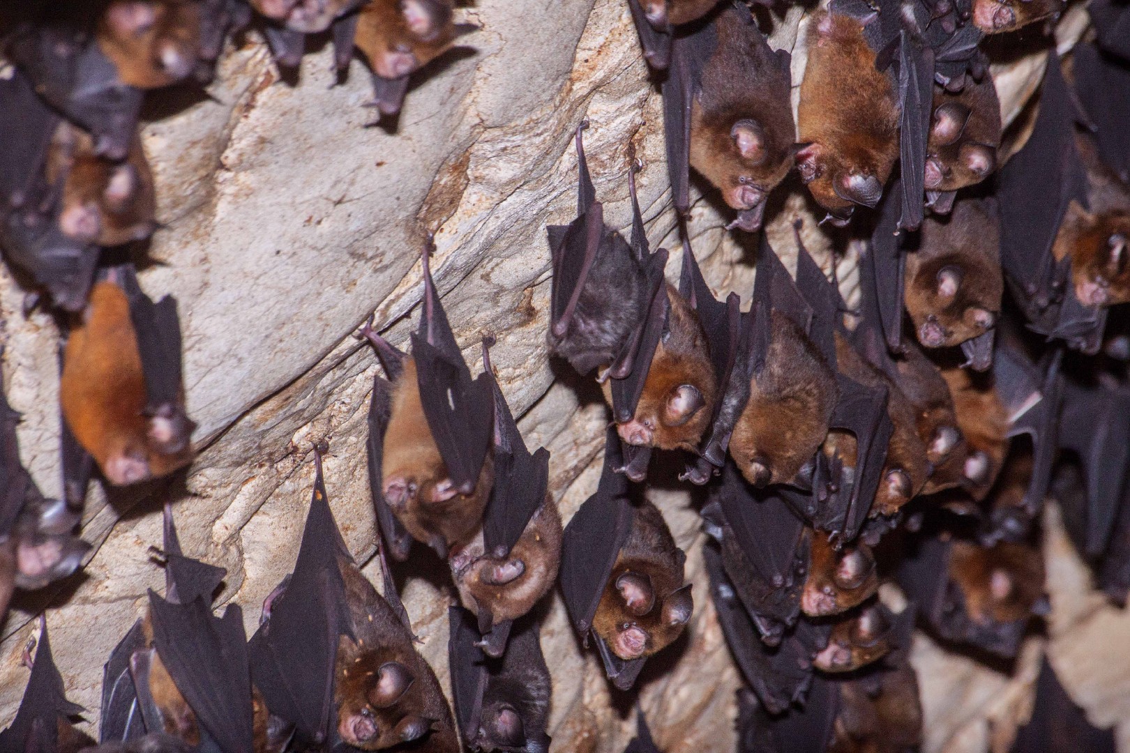 Fawn roundleaf bat (Hipposideros cervinus)