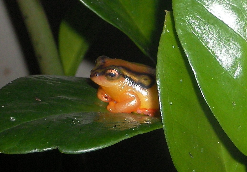 Eastern arc golden reed frog (Hyperolius puncticulatus)