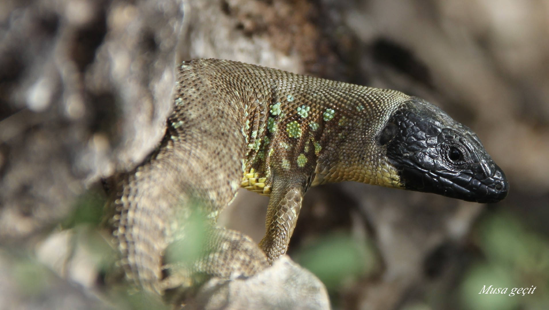 Ocellated lizards (Timon)