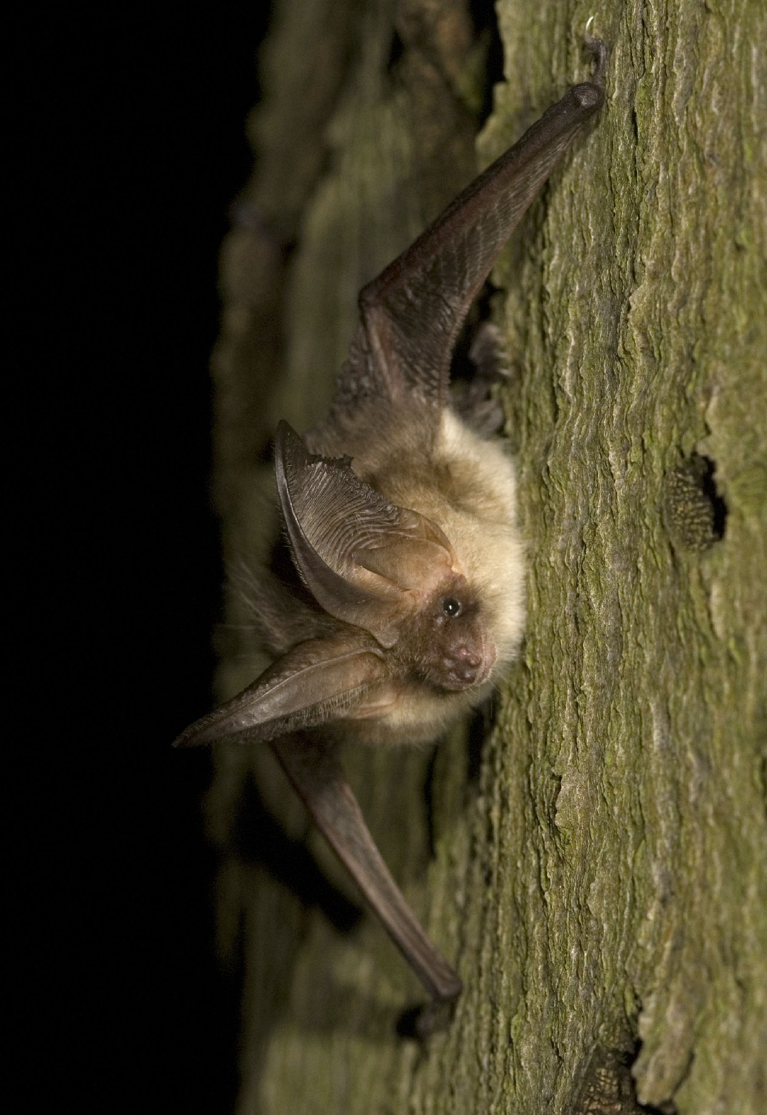 Long-eared bats (Plecotus)