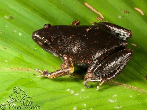Humming frogs (Chiasmocleis)