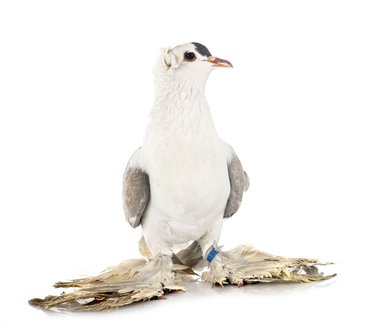 Saxon Shield pigeon (Columba livia domesticus 'Saxon Shield')