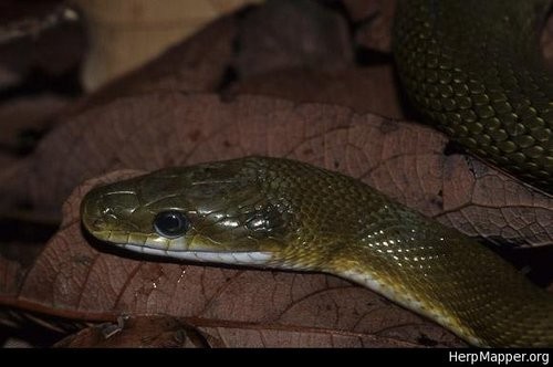 Senticolis triaspis intermedia (Senticolis triaspis intermedia)