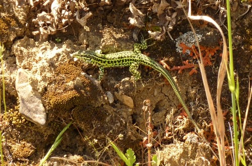 Podarcis tiliguerta tiliguerta (Podarcis tiliguerta tiliguerta)