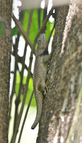 Lagartija espinosa yucateca (Sceloporus lundelli)