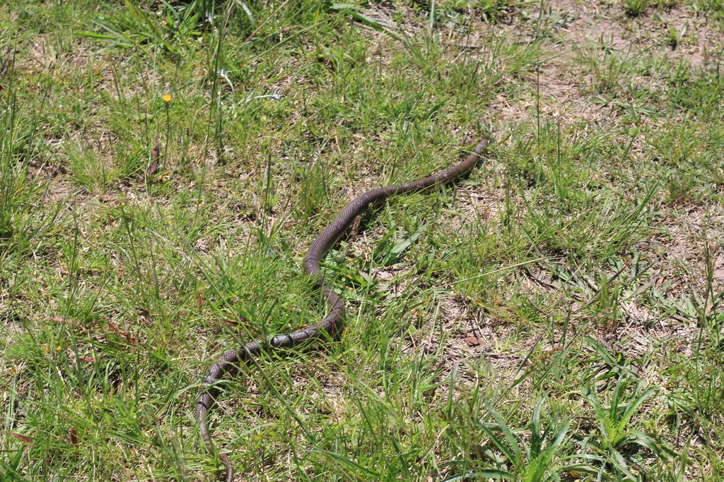 Paraphimophis (Paraphimophis)