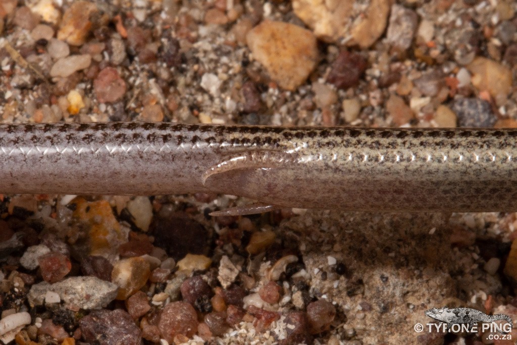 Burrowing skinks (Scelotes)