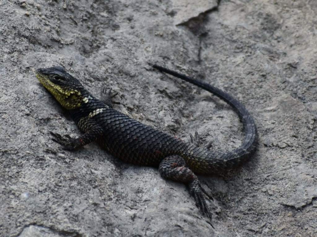 Noble spiny lizard (Sceloporus ornatus oberon)