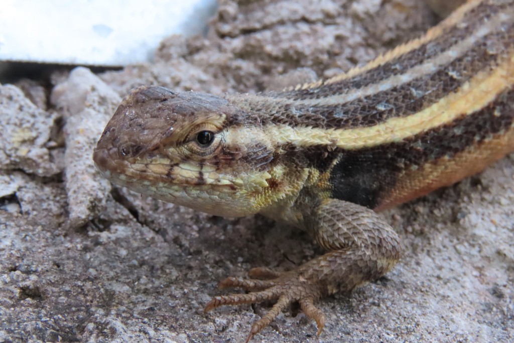 Sceloporus variabilis olloporus (Sceloporus variabilis olloporus)
