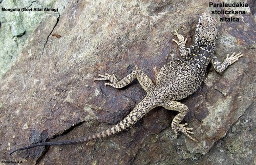 Asian rock agamas (Paralaudakia)