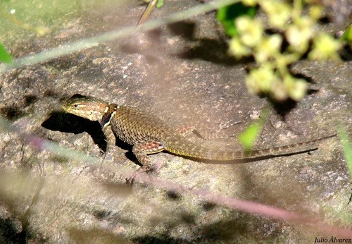 Lagartija escamosa de buller (Sceloporus bulleri)