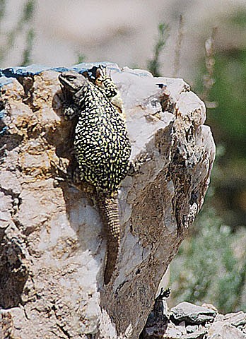 High mountain lizard (Phymaturus palluma)