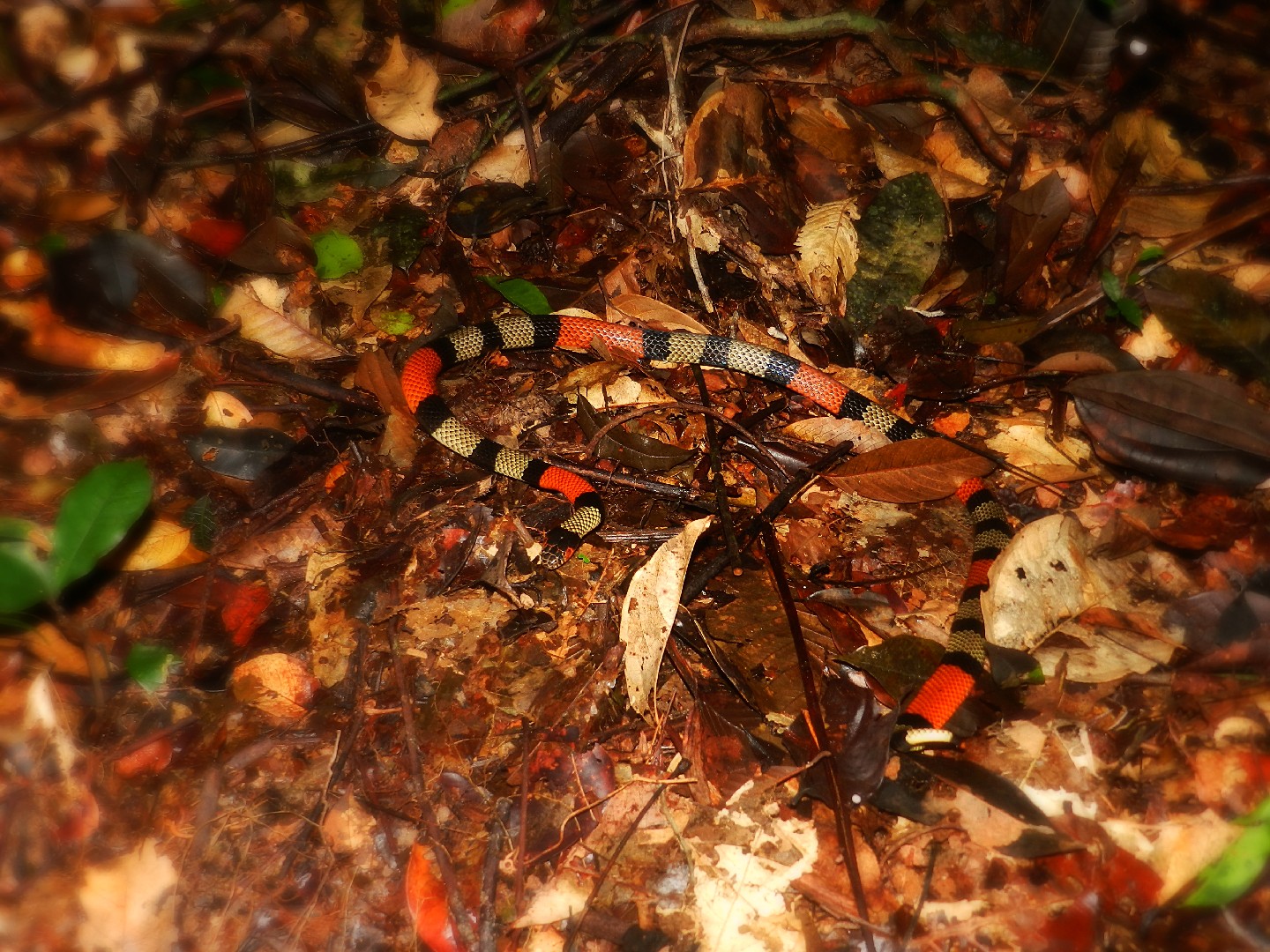 オオサンゴヘビ (Micrurus spixii)