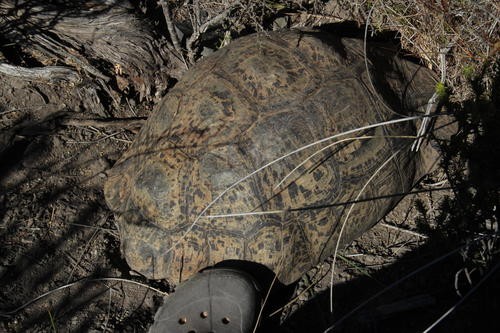 Leopard tortoise (Stigmochelys)
