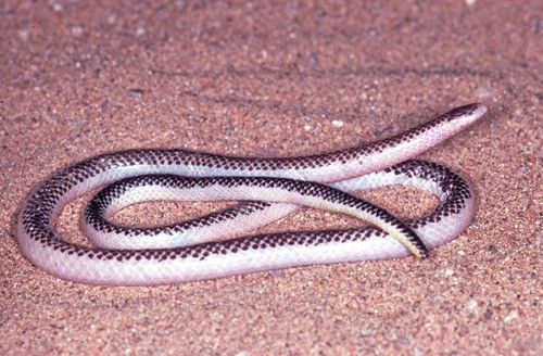 Glossy snakes (Amblyodipsas)