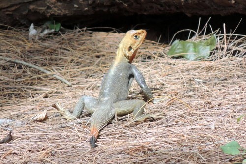 Lagarto de fuego (Agama)