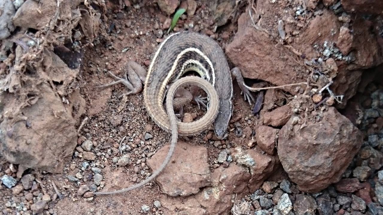 Schlangenaugen-eidechsen (Ophisops)