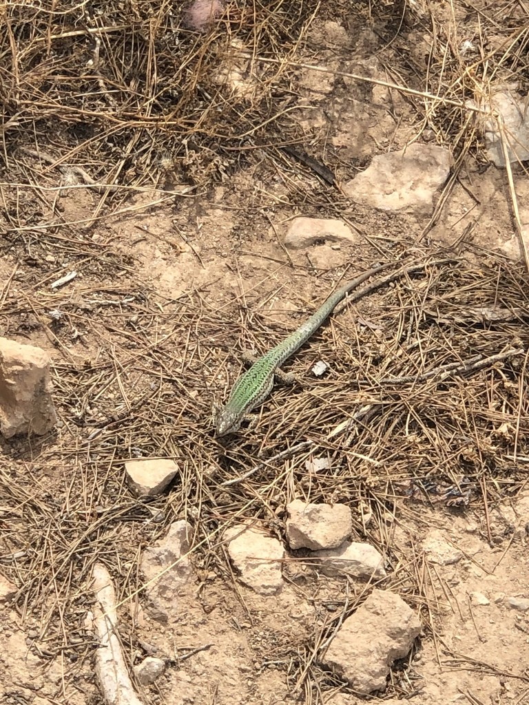 Podarcis pityusensis pityusensis (Podarcis pityusensis pityusensis)