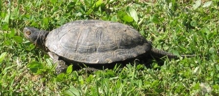 Spenglers zacken-erdschildkröte (Emys)