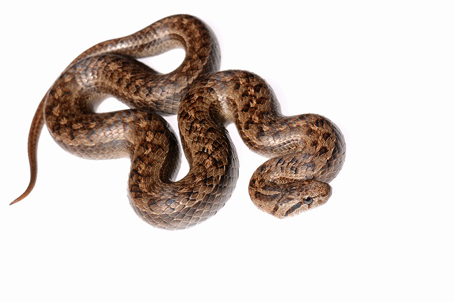 Peru slender snake (Tachymenis peruviana)