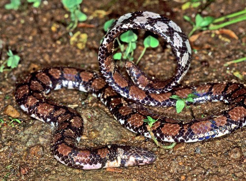 Island pipe snakes (Cylindrophis)