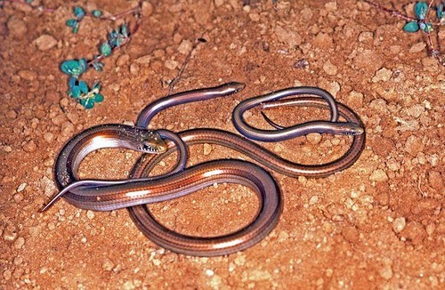Middle worm lizard (Ophiodes intermedius)