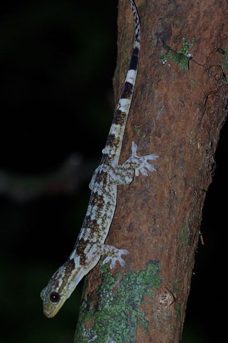 Madagascar velvet geckos (Blaesodactylus)