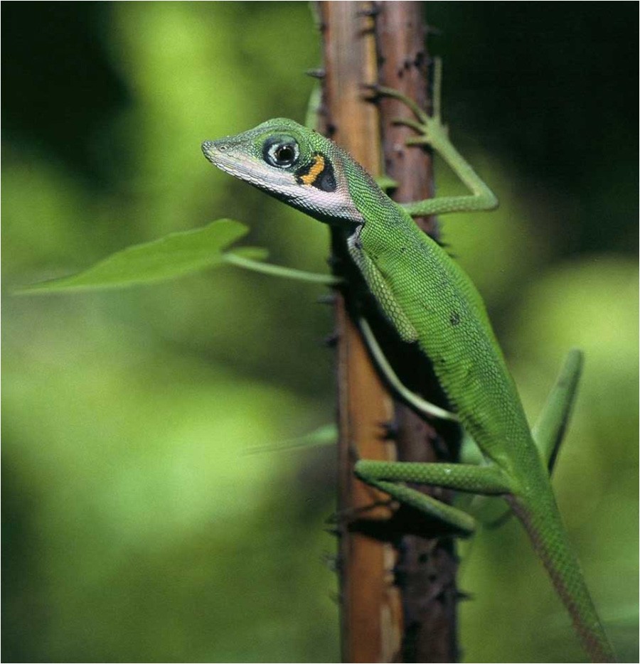 Asian lizards (Bronchocela)