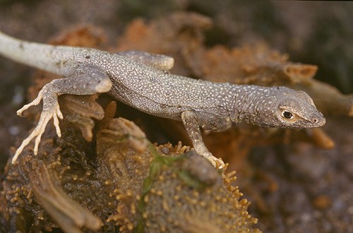 Lava lizards (Microlophus)
