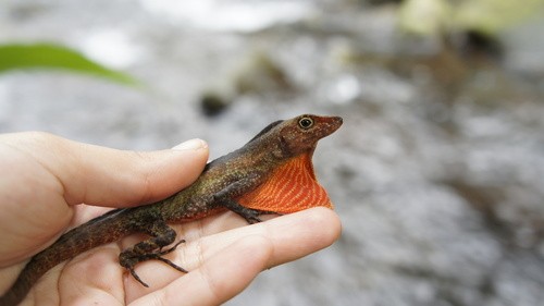 Barker's anole (Anolis barkeri)