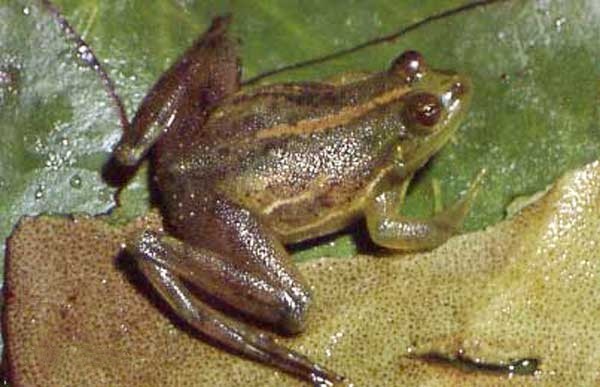 Swimming frogs (Pseudis)