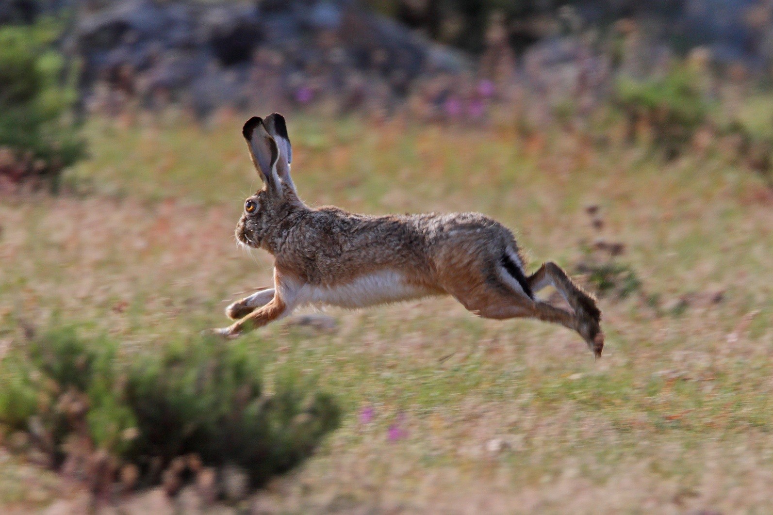Granada hare (Lepus granatensis)