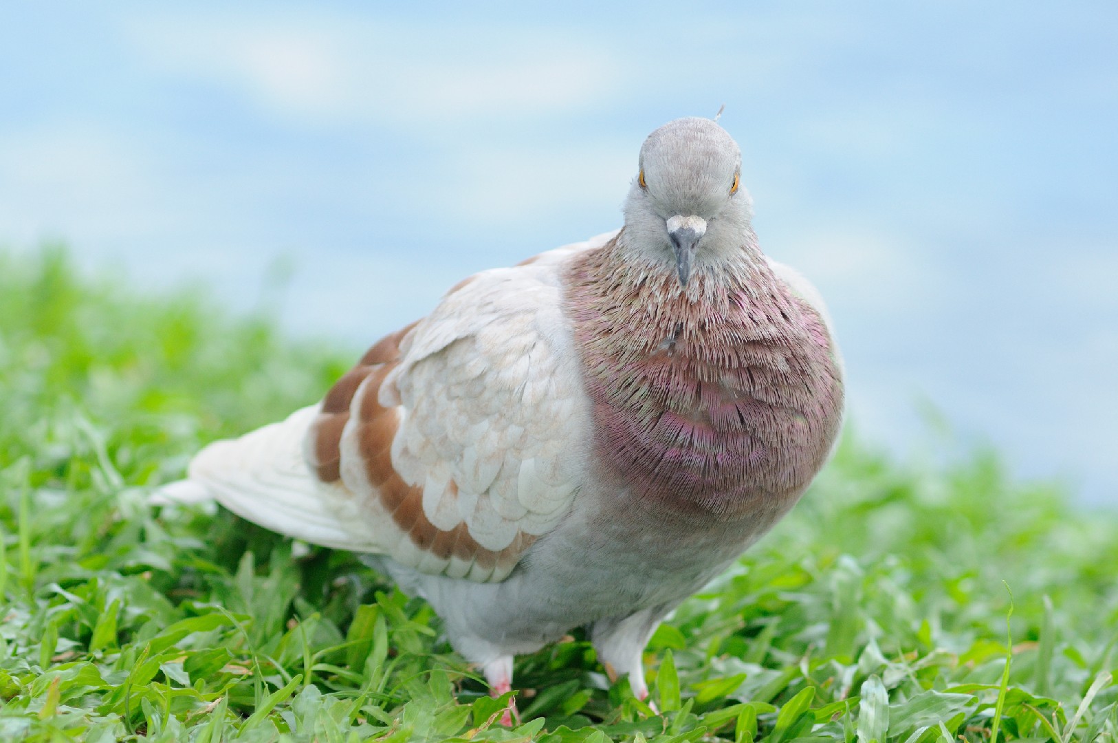 Columba livia domesticus 'Tippler' (Columba livia domesticus 'Tippler')