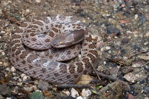 Nachtschlangen (Hypsiglena)