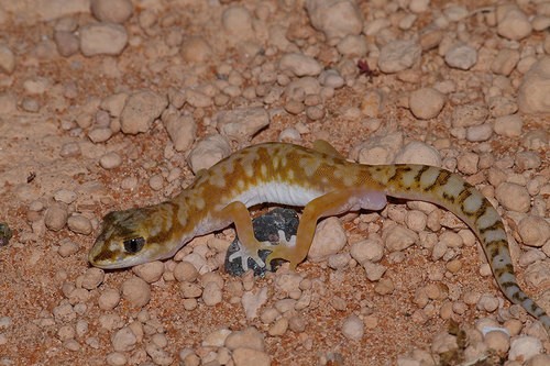Beaded geckos (Lucasium)
