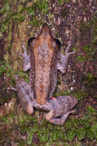 Pristimantis altamazonicus (Pristimantis altamazonicus)