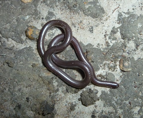 Slender blind snakes (Leptotyphlops)