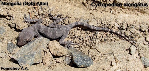 Tenuidactylus (Tenuidactylus)