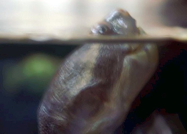 Spitzkopfschildkröten (Emydura)