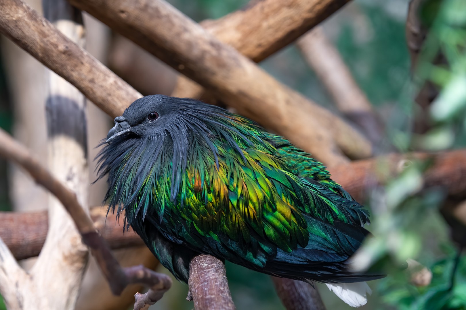 Nicobar pigeon (Columba livia domesticus 'Nicobar')