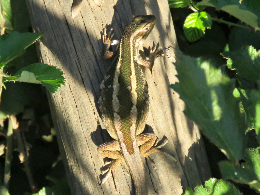 Schroeder's tree iguana (Liolaemus schroederi)