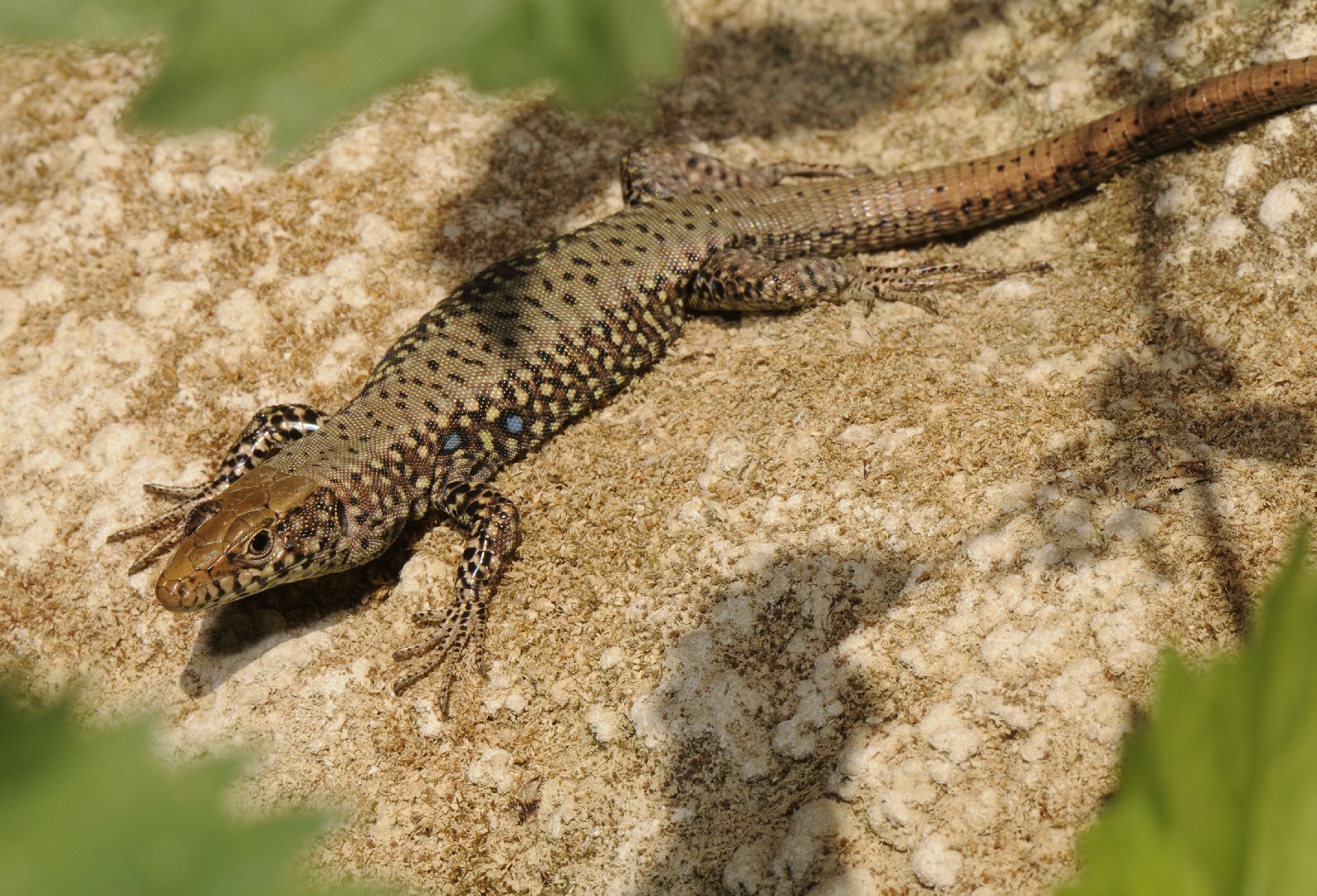 Hellenolacerta (Hellenolacerta)