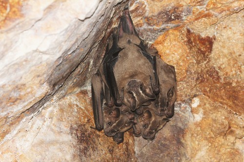 Neotropical fruit bats (Artibeus)