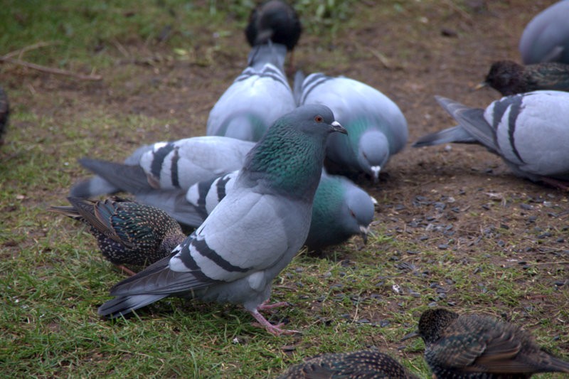 Pigeon biset (Columba livia)