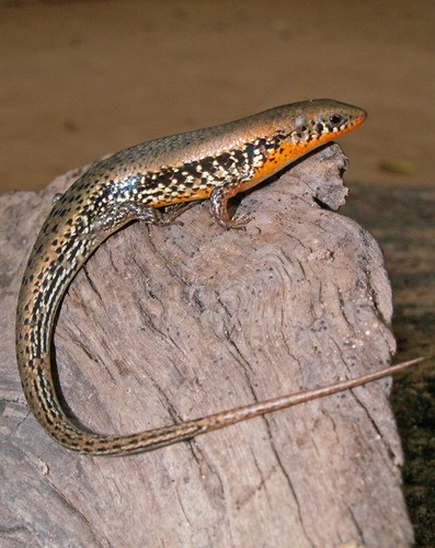 Eutropis (Eutropis)