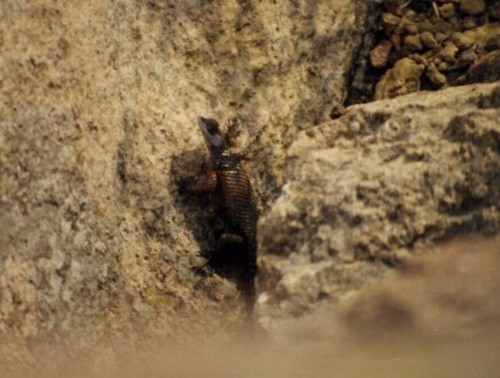 Lagartija espinosa sureña de hendiduras (Sceloporus aureolus)