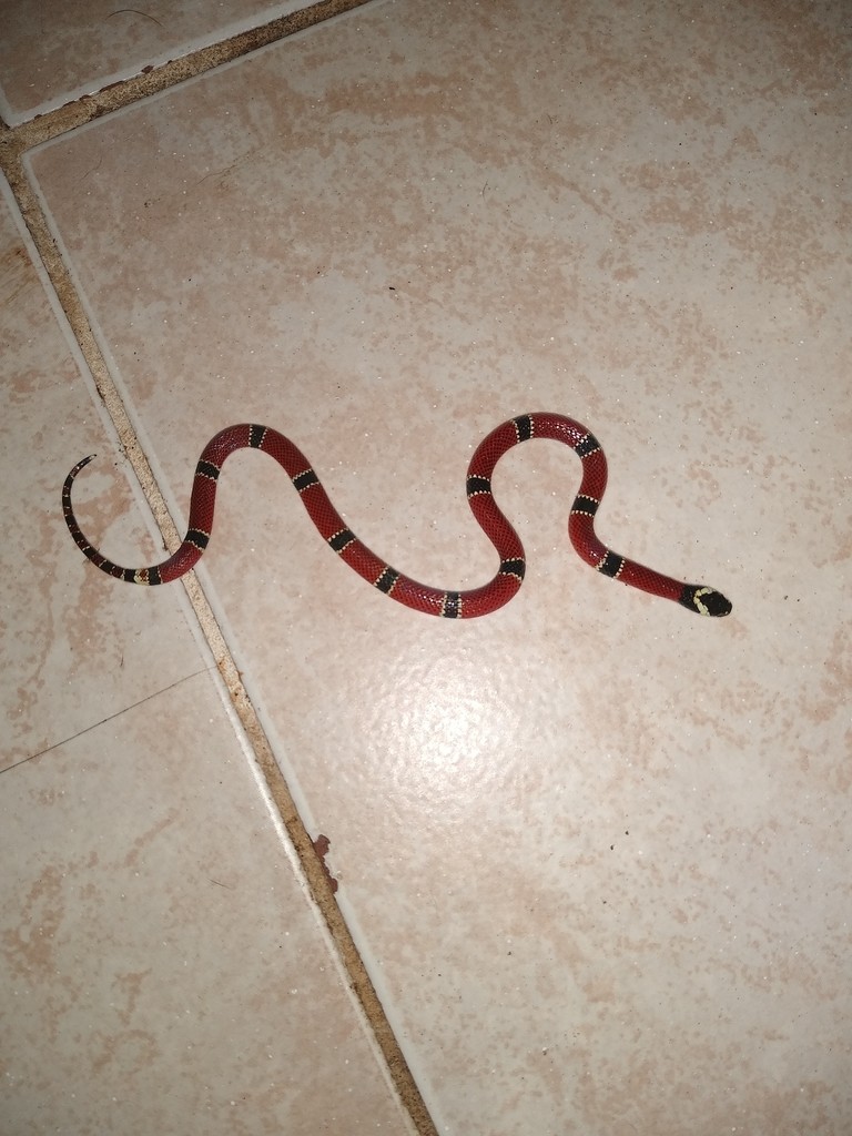 Micrurus dumerilii transandinus (Micrurus dumerilii transandinus)