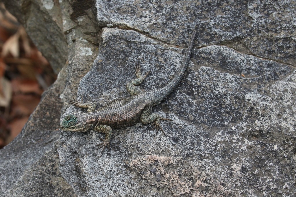 Sceloporus jarrovii jarrovii (Sceloporus jarrovii jarrovii)