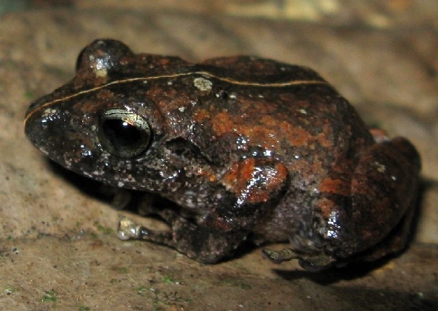 Banded robber frog (Pristimantis taeniatus)